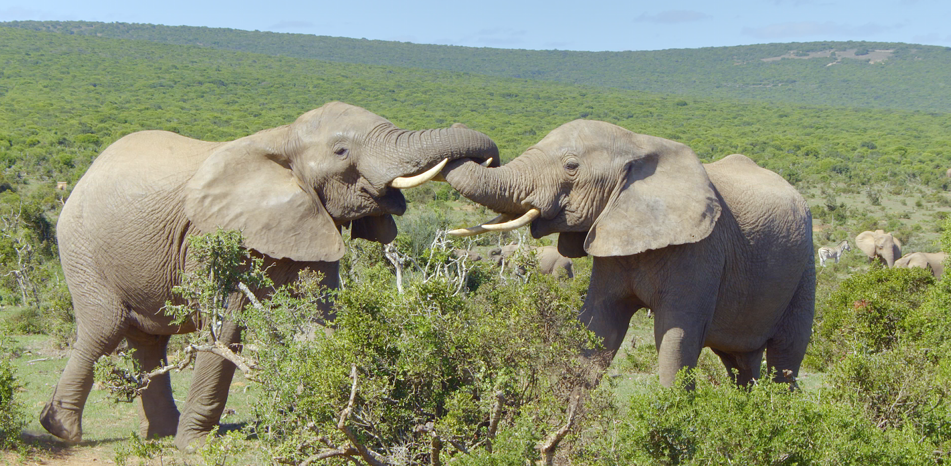 Wildlife Icons, premiering on Love Nature HD in Singapore, will introduce StarHub TV’s audiences to the Big Five of the savannah and a closer look at the some of the remarkable wildlife within the continent's mighty ecosystem.